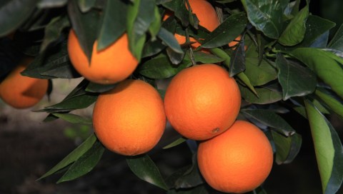 SA won’t give up its fight against the EU’s intransigence towards our citrus products
