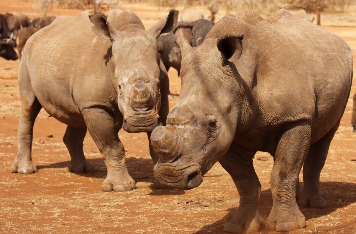 Saving African rhinos, any possible way