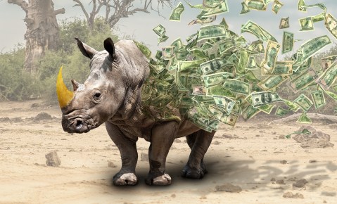 CITES RHINO FILES: Death or glory for species on the ban wagon?