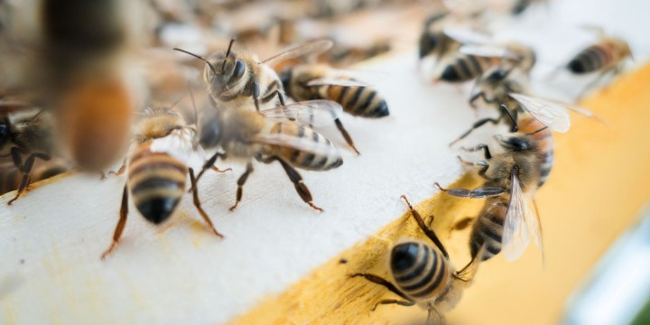 Don’t bee fooled: Consumers and retailers warned of honey fraud