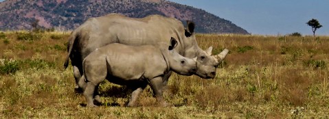 The future of rhinos: What it will take to save an endangered ancient species
