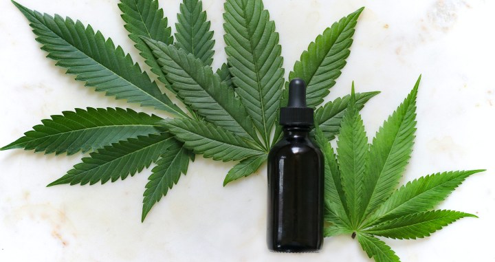 Use of medical cannabis erodes African ‘Vienna Consensus’ after SA and Morocco break ranks