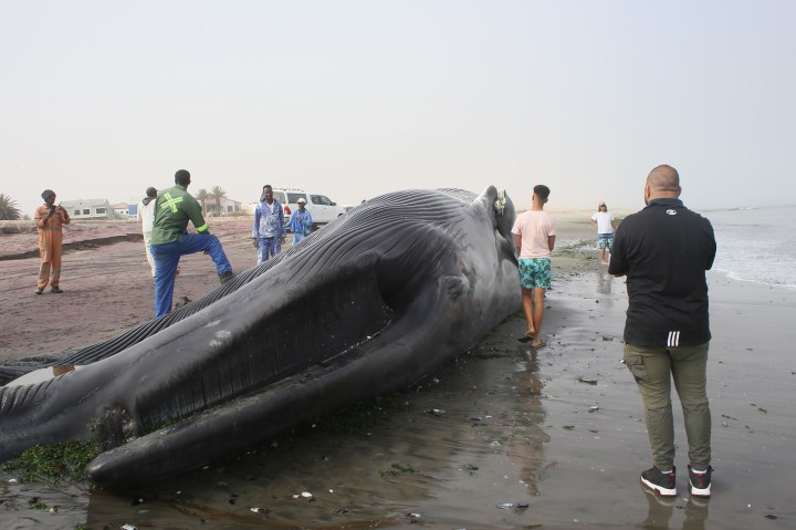 Critically endangered blue whale washes up on Namibian coast