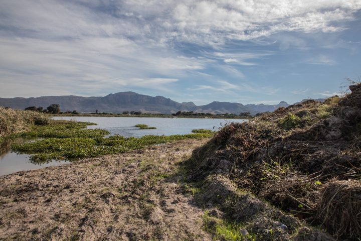 Conservationists call for watertight wetlands management amid claims of Princess Vlei destruction