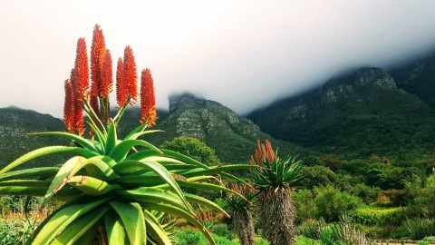 Aloe there: Getting up close with the ‘plant of immortality’