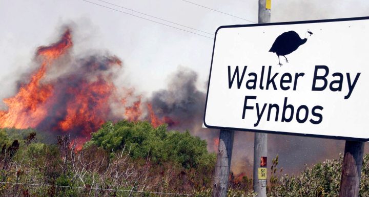 Fynbos: why fire is important for its survival