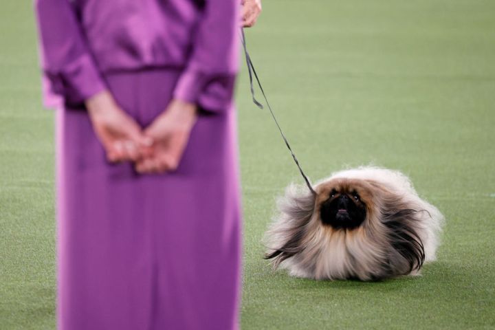 In images: GroundDog day at Westminster Kennel Dog Show