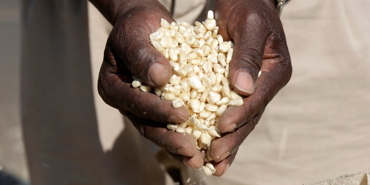 Zimbabwe forecast to reap biggest maize crop in almost four decades, but yields remain ‘dismal’