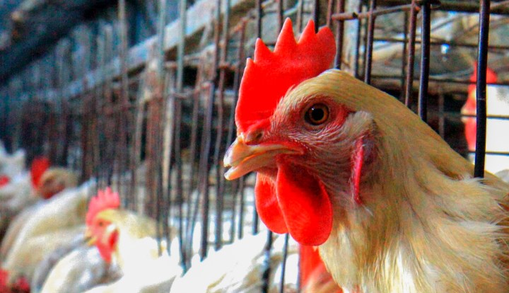 Cage-free eggs – good for the chicken and safer for you