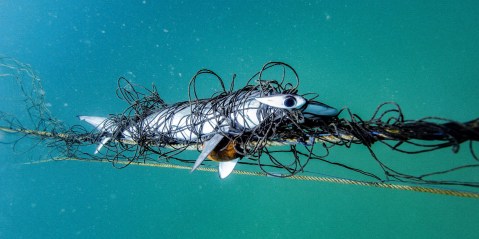 Sea change: Why the case for shark nets no longer holds water