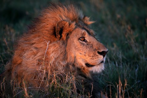 A matter of pride: South Africa proposes banning intensive breeding of lions and rhinos — and ending captive lion hunts