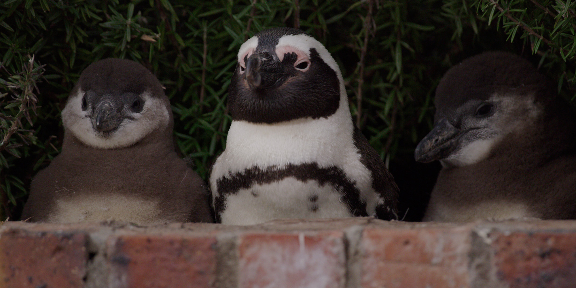 african penguin colony