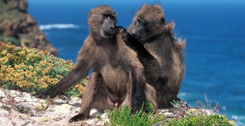 We need a different solution to enable baboons and humans to co-exist, not the same old, tired arguments
