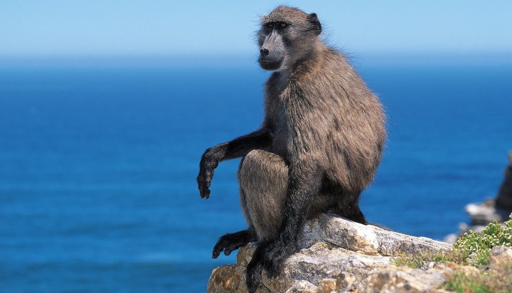 There was nothing ‘spiteful’ in City of Cape Town decision to reconsider baboon monitoring — our hand was forced