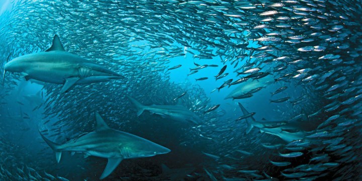 The greatest shoal on earth: It’s all eyes on the KZN coast for the anticipated arrival of the annual sardine run