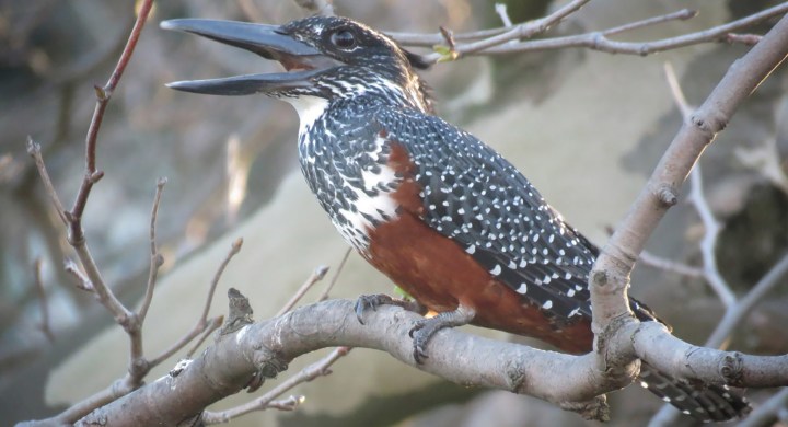 Cape Town River Club: It’s best to trust the experts on the development’s impact on kingfishers and biodiversity