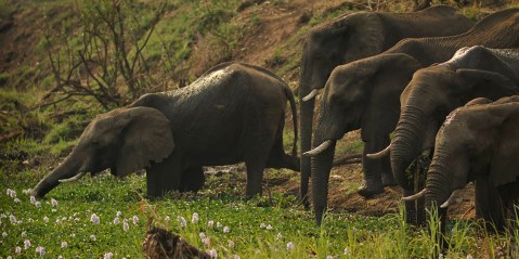 Canadian firm ReconAfrica’s quest for Namibian oil and gas poses seismic risk to elephant behaviour