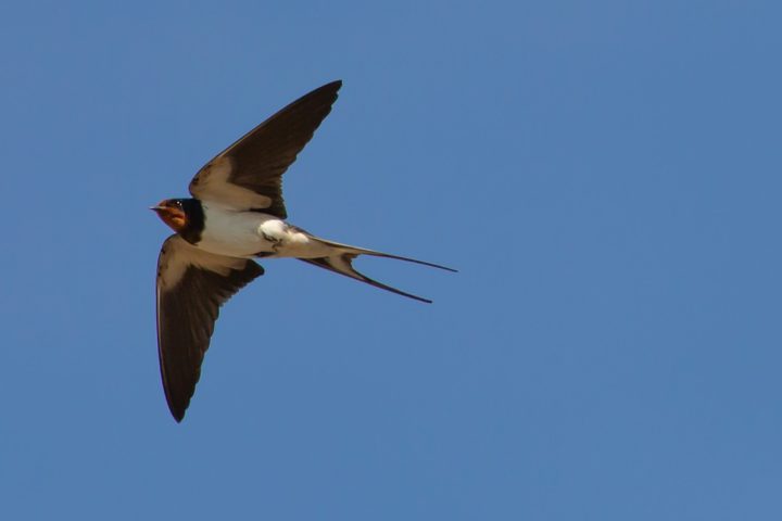 No bugs on your windscreen is bad news for swallows