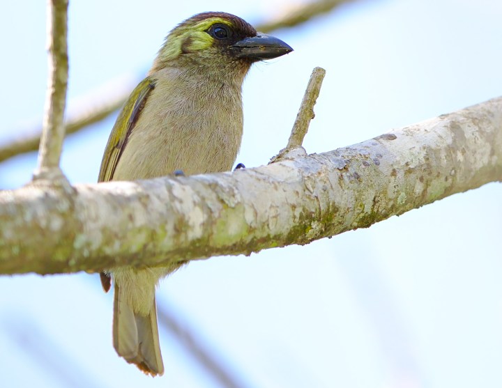 Hot as hell: KwaZulu-Natal bird die-off a sign of climate crisis, scientist believes