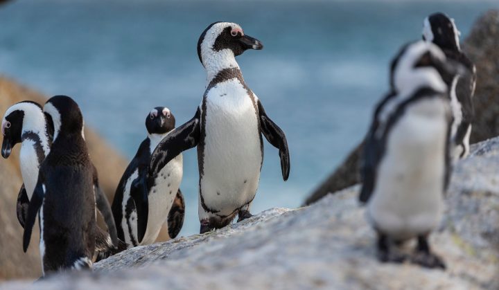 Decision time: Will Barbara Creecy put an end to fishing around dwindling penguin colonies?