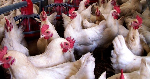 Echoes of Vrede Dairy: Mpumalanga poultry project hijacked by the politically connected, say farmers
