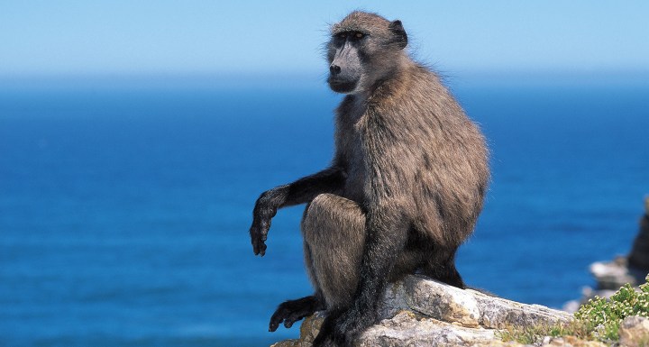 Cape Town’s baboon programme: Successful coexistence between wildlife and urban communities through trial and error