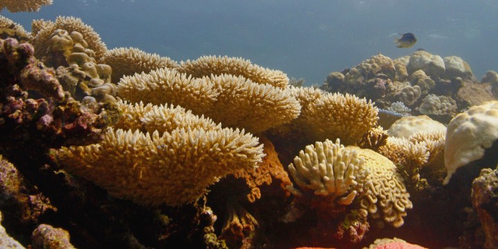 World’s coral scientists warn action is needed now to save even a few reefs from climate change