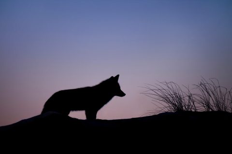 The dark shadow with sharp teeth: from the grey wolf to the dog