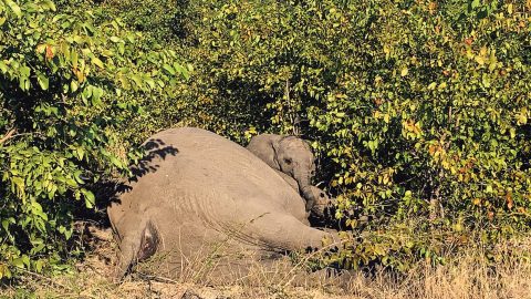 Shooting of elephant calf raises questions about Kruger National Park’s conservation protocols