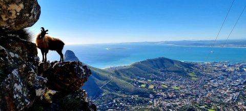 The Gentle Mountain Warrior: my brother died whilst climbing Table Mountain