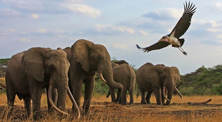 Dangerous precedent: CITES sows confusion over live elephant exports