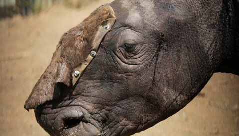 Rhino poaching rebounds from Covid-19 containment — private reserves fight a surge