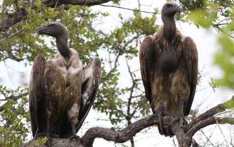 Poaching the scavengers: The use of vultures for muti has brought at least one species close to extinction