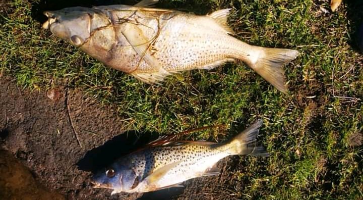 Fish die-off: A combination of factors are killing fish in estuaries along the Eastern Cape coast