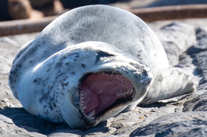 Southern Ocean seal species increasingly straying into South African waters