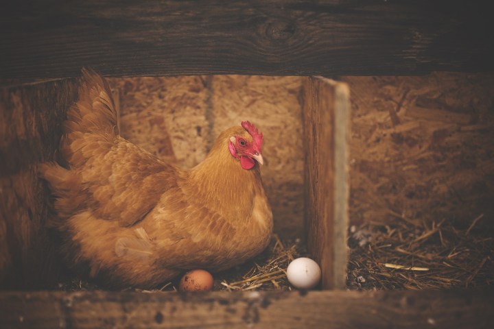 Unscrambling the chicken or egg issue