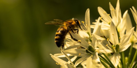What honeybees in South Africa need from people: Better-managed forage resources