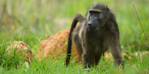 Monkey Business (Part Two): Who is responsible for the management of baboons on the Cape Peninsula?