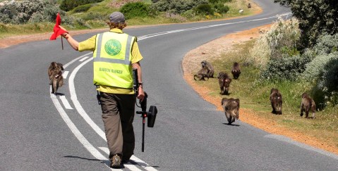 Monkey business (Part One): There is an ongoing urban war on the Cape Peninsula — humans versus baboons
