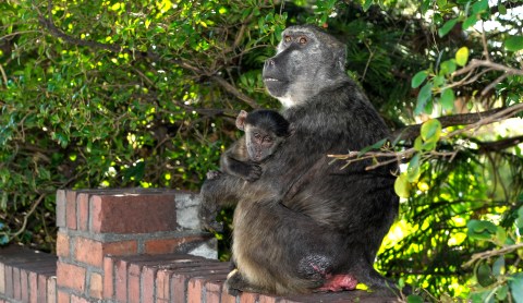 Monkey Business (Part Three): Cape Peninsula’s dated baboon management plan is a failure, say critics