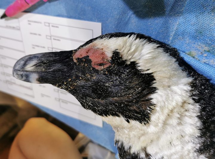 Penguins killed by bees highlights a deeper conservation issue