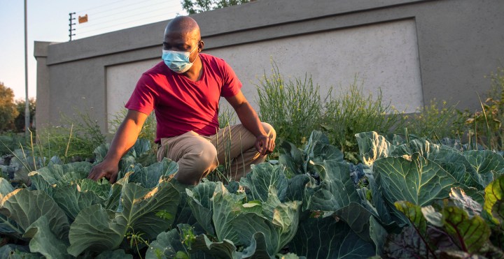 The Cabbage Bandit is quietly rotating his crops and hopes that this time the cops stay away