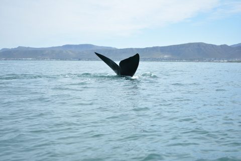 Researchers cite climate crisis as possible reason behind decreased southern right whale migration to SA