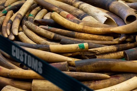 Worrying signs for elephant conservation: Data shows 2020 rise in black-market ivory prices