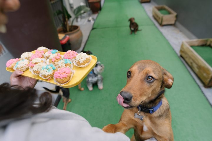 Cupcakes? So last year. Now pupcakes are keeping tails wagging