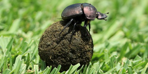 Insect apocalypse: Dung beetles shrink or die at elevated CO2 levels, Wits scientists find