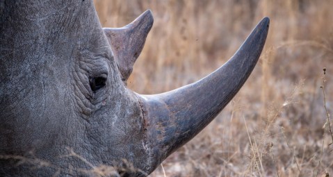 Saving rhinos is a litmus test for tackling organised crime and corruption in South Africa