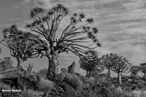 Quiver Trees – a succulent that would literally give an arm and a leg to survive