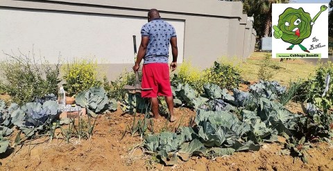 A tricky patch: Pretoria resident awaits wrath of law for growing vegetables on pavement