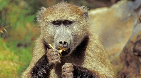 HWS should explain in detail how it is justifiable within any civilised society to kill baboons